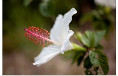 Hawaii, Maui, A Close-up Of White Hibiscus Flower