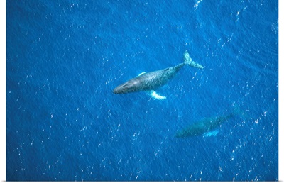 Hawaii, Maui, Aerial View Of Humpback Whales