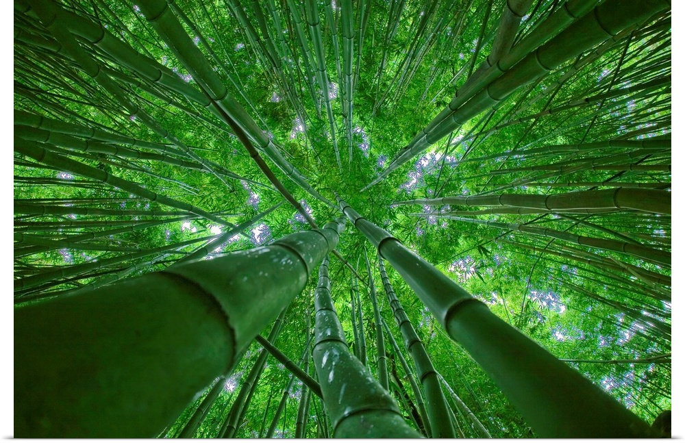 Giant photograph taken from the ground looking up at a dense group of bamboo trees on an island in the Pacific Ocean as th...