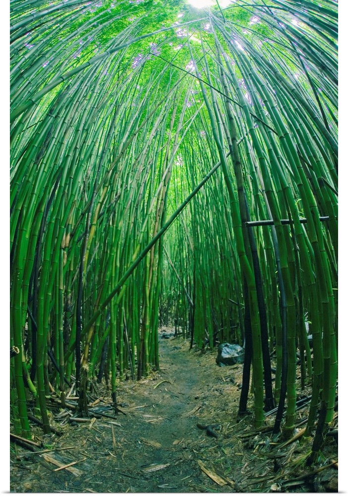 Hawaii, Maui, Bamboo Forest
