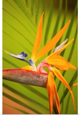 Hawaii, Maui, Bird Of Paradise Blossom