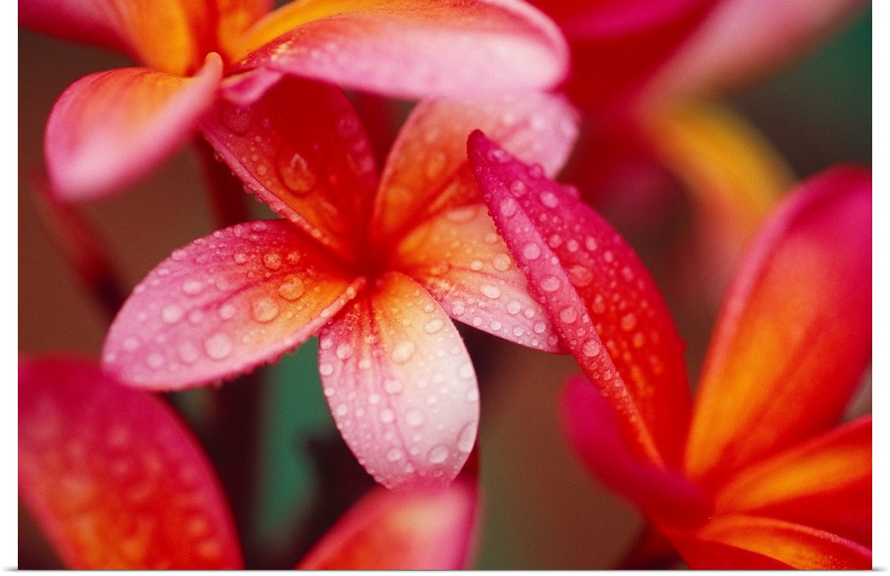 Landscape, close up photograph of several vibrant plumeria flowers covered in small droplets of water.