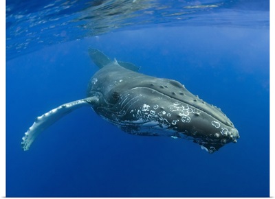 Hawaii, Maui, Close-Up Of Humpback Whale Near The Ocean's Surface