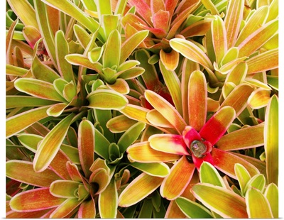 Hawaii, Maui, Cluster Of Colorful Bromeliad Plants