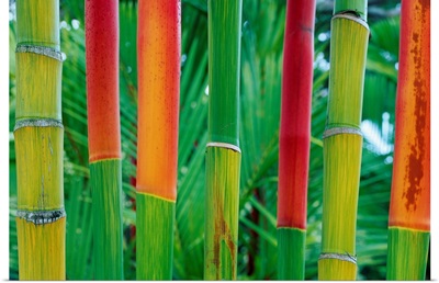Hawaii, Maui, Detail Of Red Wax Palm Stalks Lined Up