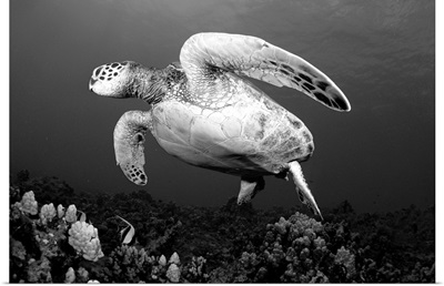 Hawaii, Maui, Green Sea Turtle (Chelonia Mydas) Swimming Over Coral Reef