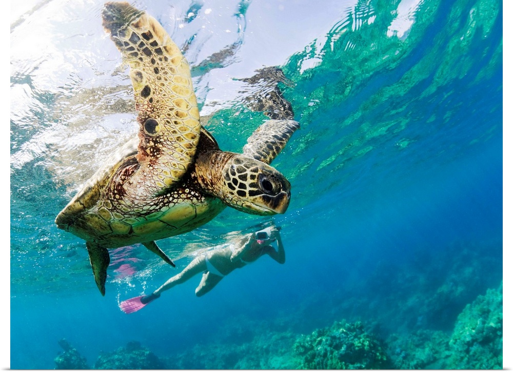 Hawaii, Maui, Green Sea Turtle Honu And Free Diver