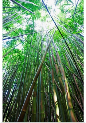 Hawaii, Maui, Hana, A Path Through Green Bamboo