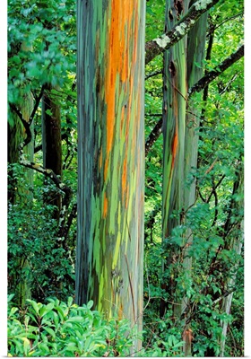 Hawaii, Maui, Hana, Rainbow Eucalyptus Tree Trunk
