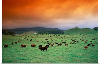 Hawaii, Maui, Hana Ranch Pasture, Many Cattle Grazing On The Land
