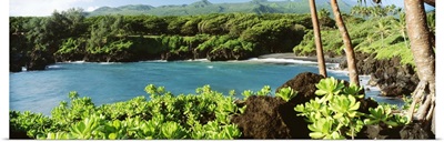 Hawaii, Maui, Hana, Waianapanapa State Park, Black Sand Beach And Lush Greenery