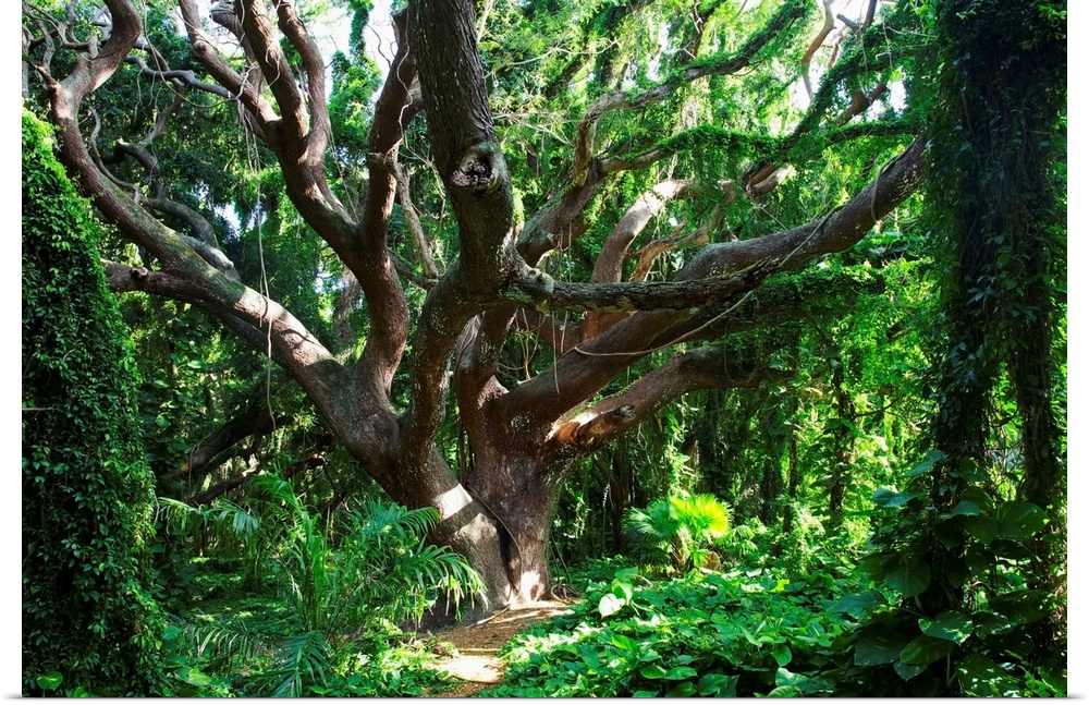 Hawaii, Maui, Honolua, A Tree Surrounded By Lush Green Vines