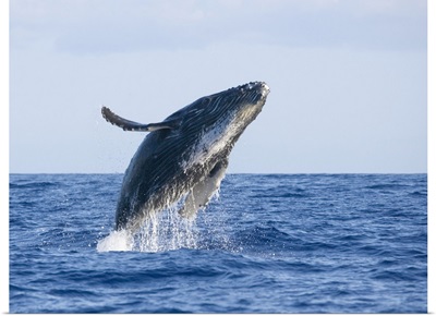 Hawaii, Maui, Humpback Whale Breaching