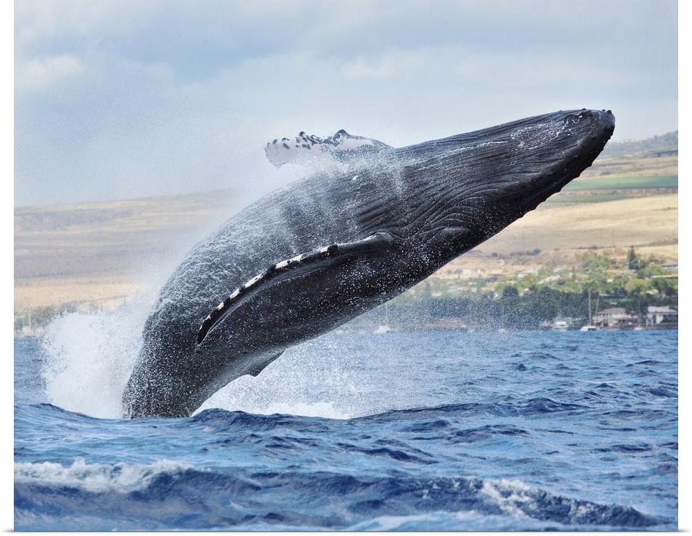 Hawaii, Maui, Humpback Whale Breaching With Island In The Background