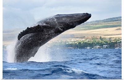 Hawaii, Maui, Humpback Whale Breaching With Island In The Background