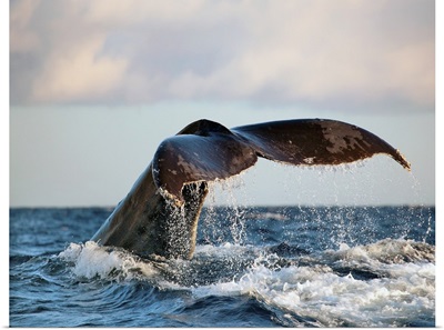 Hawaii, Maui, Humpback Whale Fluking Its Tail