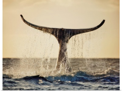 Hawaii, Maui, Humpback Whale Fluking Its Tail In Golden Sunset