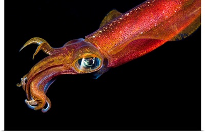 Hawaii. Maui, Kapalua, Close Up Of A Male Oval Squid