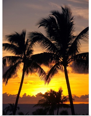 Hawaii, Maui, Kapalua, Palm Trees At Sunset