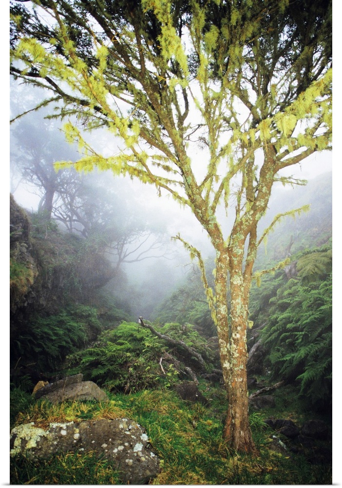 Hawaii, Maui, Kaupo, Tree With Moss Growth, Lush Greenery, Foggy Scenic
