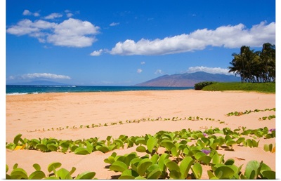 Hawaii, Maui, Kihei, Keawakapu Beach, Green Leafy Vines On Sandy Shore