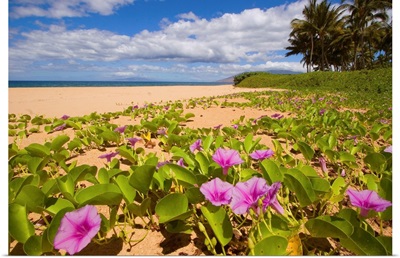 Hawaii, Maui, Kihei, Keawakapu Beach, Green Leafy Vines With Pink Flowers On Shore