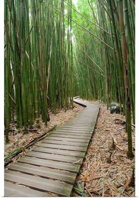 Hawaii, Maui, Kipahulu, Haleakala National Park, Bamboo Forest On The Pipiwai Trail