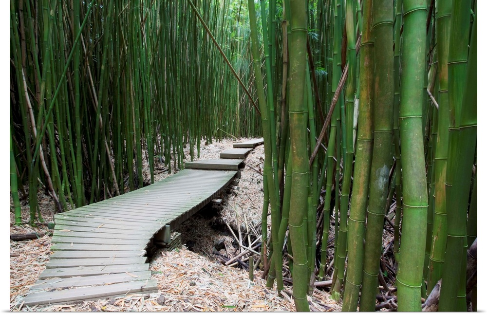 Hawaii, Maui, Kipahulu, Haleakala National Park, Trail through bamboo forest