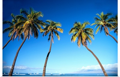 Hawaii, Maui, Lahaina, Coconut Palm Trees Along Ocean, Blue Sky