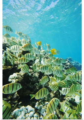 Hawaii, Maui, Makena, Convict Tang Fish (Acanthurus Triostegus) On Reef Edge
