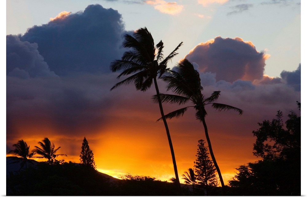 Hawaii, Maui, North Shore, Palm Trees On A Hill, Puffy Clouds And Colorful Sunset