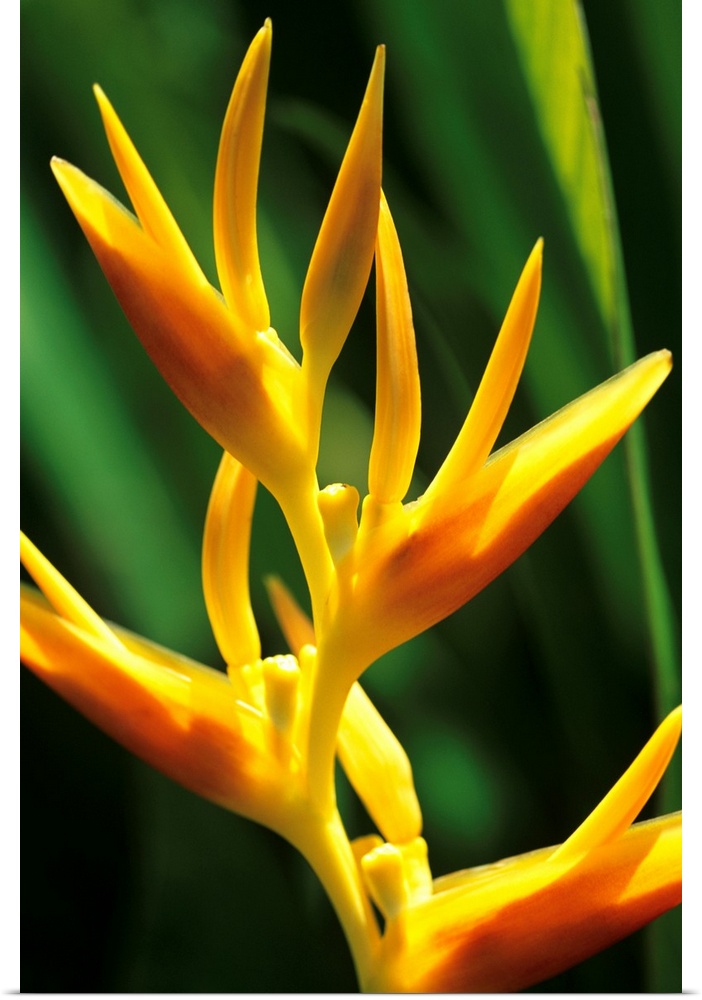 Hawaii, Maui, Orange Heliconia Blossom