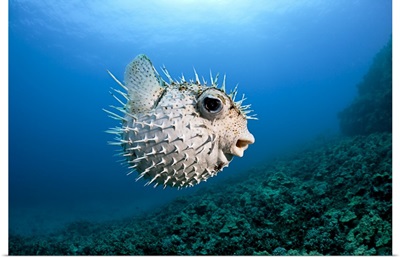 Hawaii, Maui, Spotted Porcupinefish (Diodon hystrix) swims along the ocean floor