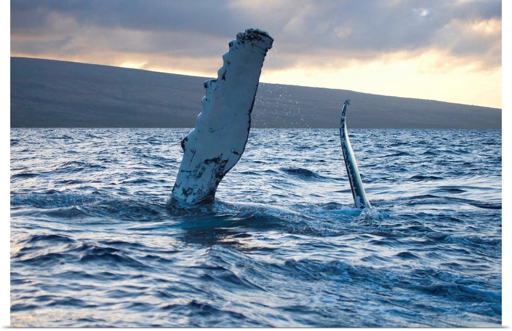 Hawaii, Maui, The Pectoral Fin Of A Humpback Whale