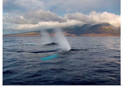 Hawaii, Maui, The Spout Of Two Humpback Whales