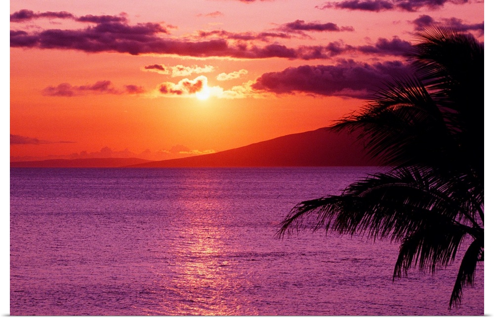 Big canvas photo of a peaceful beach sunset with a silhouette of a palm tree in the foreground to the right.