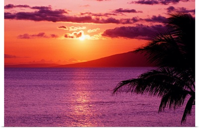 Hawaii, Maui, Tropical Sunset With Palm Tree