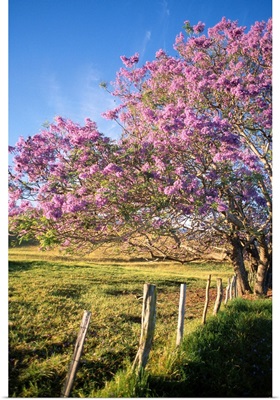 Hawaii, Maui, Upcountry With Jacaranda Tree, Blue Skies