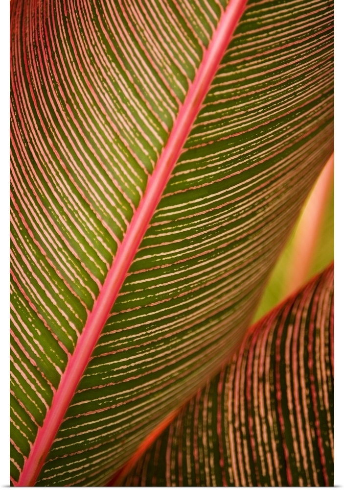 Hawaii, Maui, Variegated Ti-Leaf Plant
