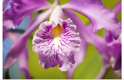 Hawaii, Maui, Vibrant Pink Orchid