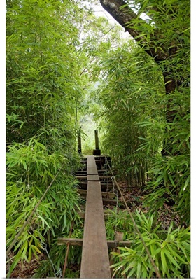 Hawaii, Maui, Waihee, A swinging Bridge into a lush green forest