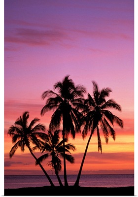Hawaii, Molokai, Cluster Of Palm Trees With Beautiful Sunset Background