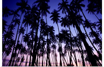 Hawaii, Molokai, Palm Grove At Sunset