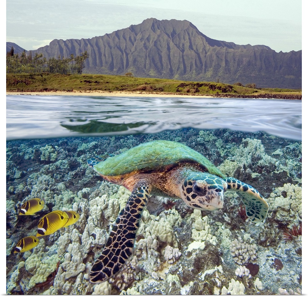 Hawaii, Oahu, A Hawksbill Turtle And Raccoon Butterflyfish, Mountain Range Above
