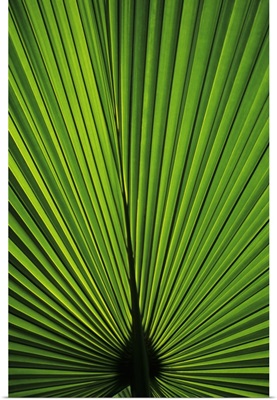 Hawaii, Oahu, Backlit Fan Palm Leaf