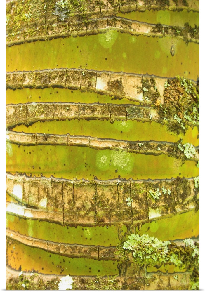 Bark on a coconut tree is photographed closely which shows ridges and texture on the surface.