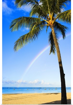 Hawaii, Oahu, Honolulu, Ala Moana Beach Park, Palm Tree And Rainbow
