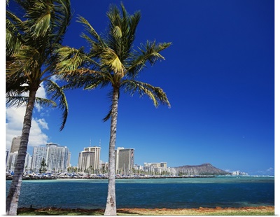 Hawaii, Oahu, Honolulu, Diamond Head Behind Palm Trees