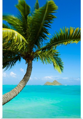 Hawaii, Oahu, Lanikai, Palm Tree Over Blue Ocean