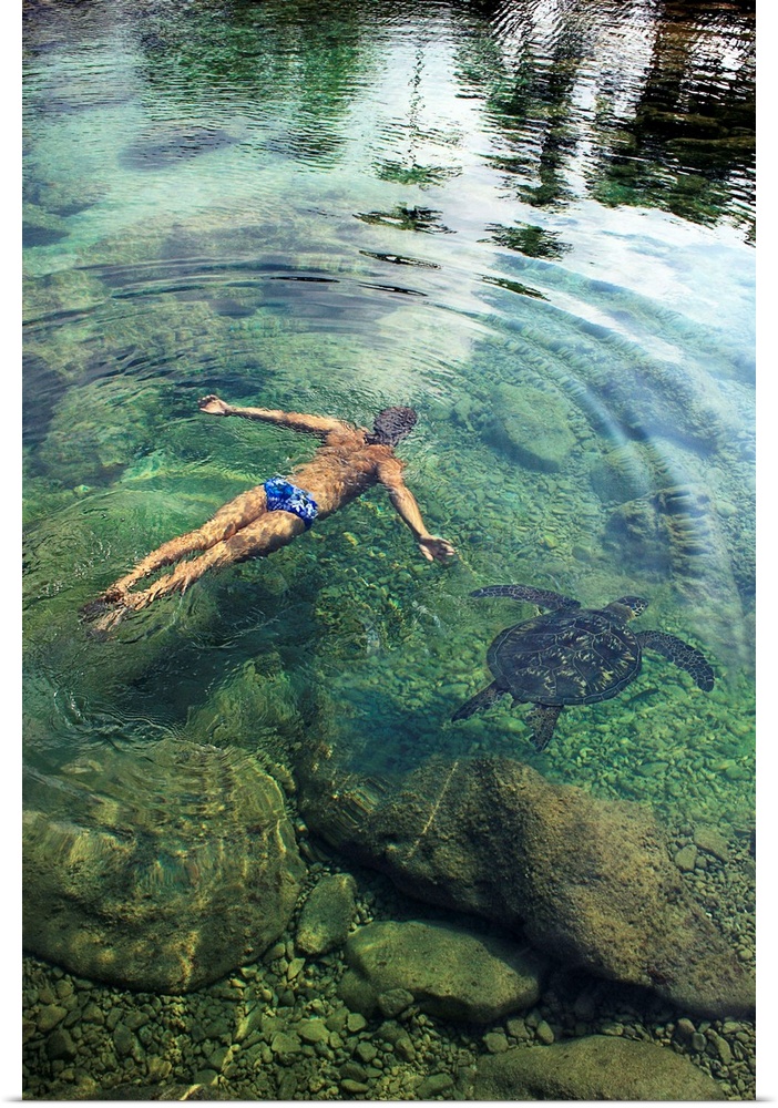 Hawaii, Oahu, Man And Hawaiian Sea Turtle Swimming Side By Side In The Ocean Reef